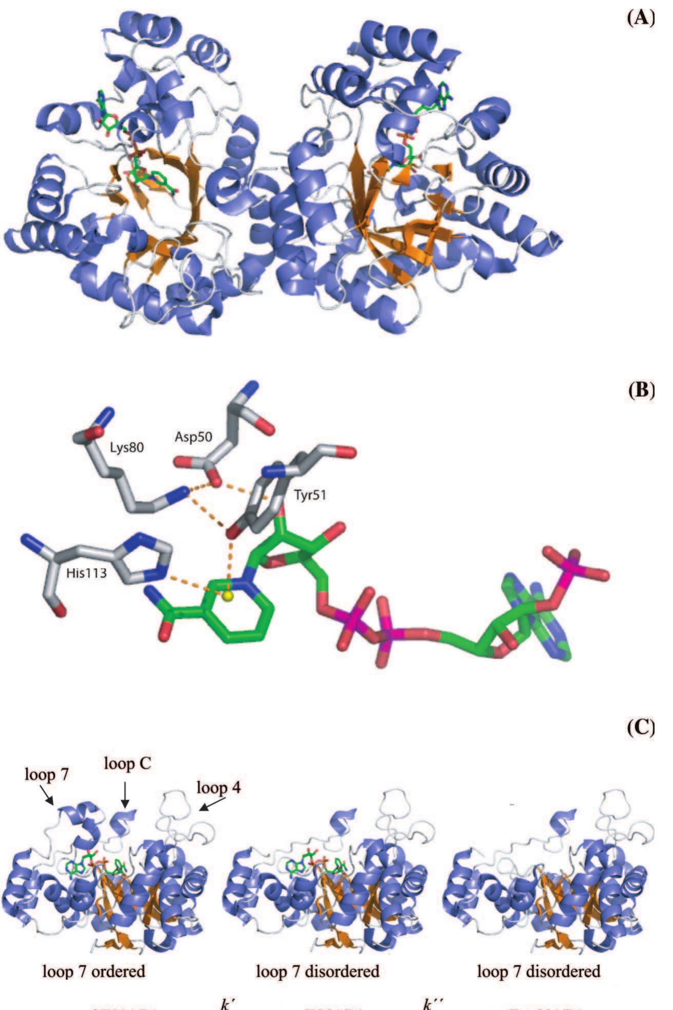 (a) crystallographic structure of the akr2b5 dimer. the