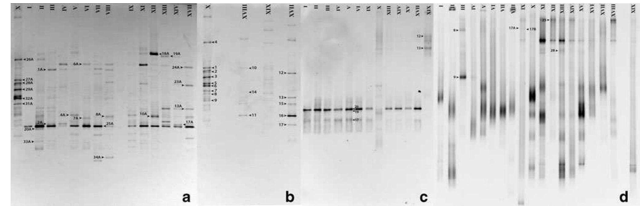 (PDF) Microbial Deterioration of Artistic Tiles from the Façade of the ...