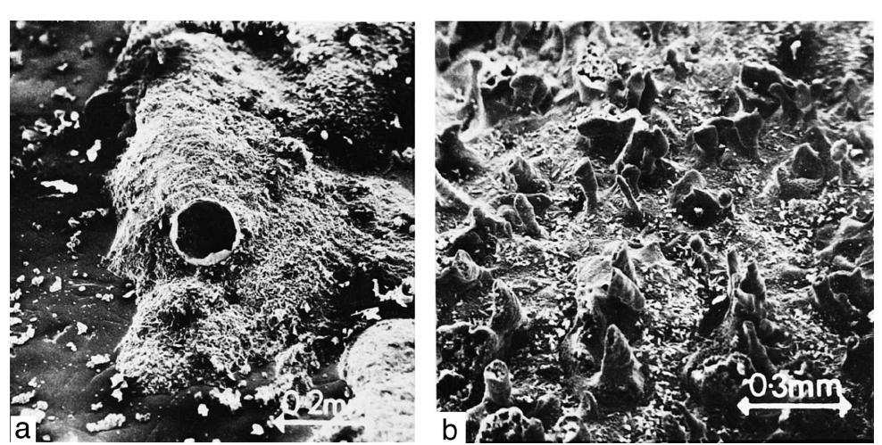 (a) oxygen corrosion mechanism of iron and (b) corrosion