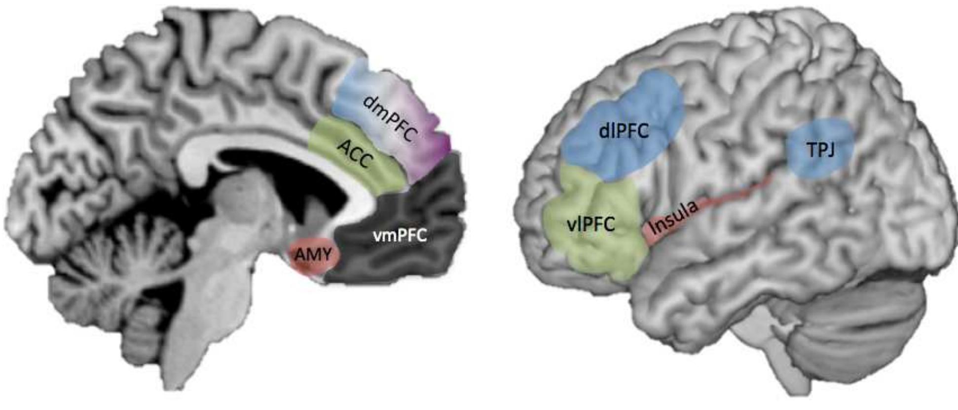 (PDF) The neuroscience of moral cognition: From dual processes to ...