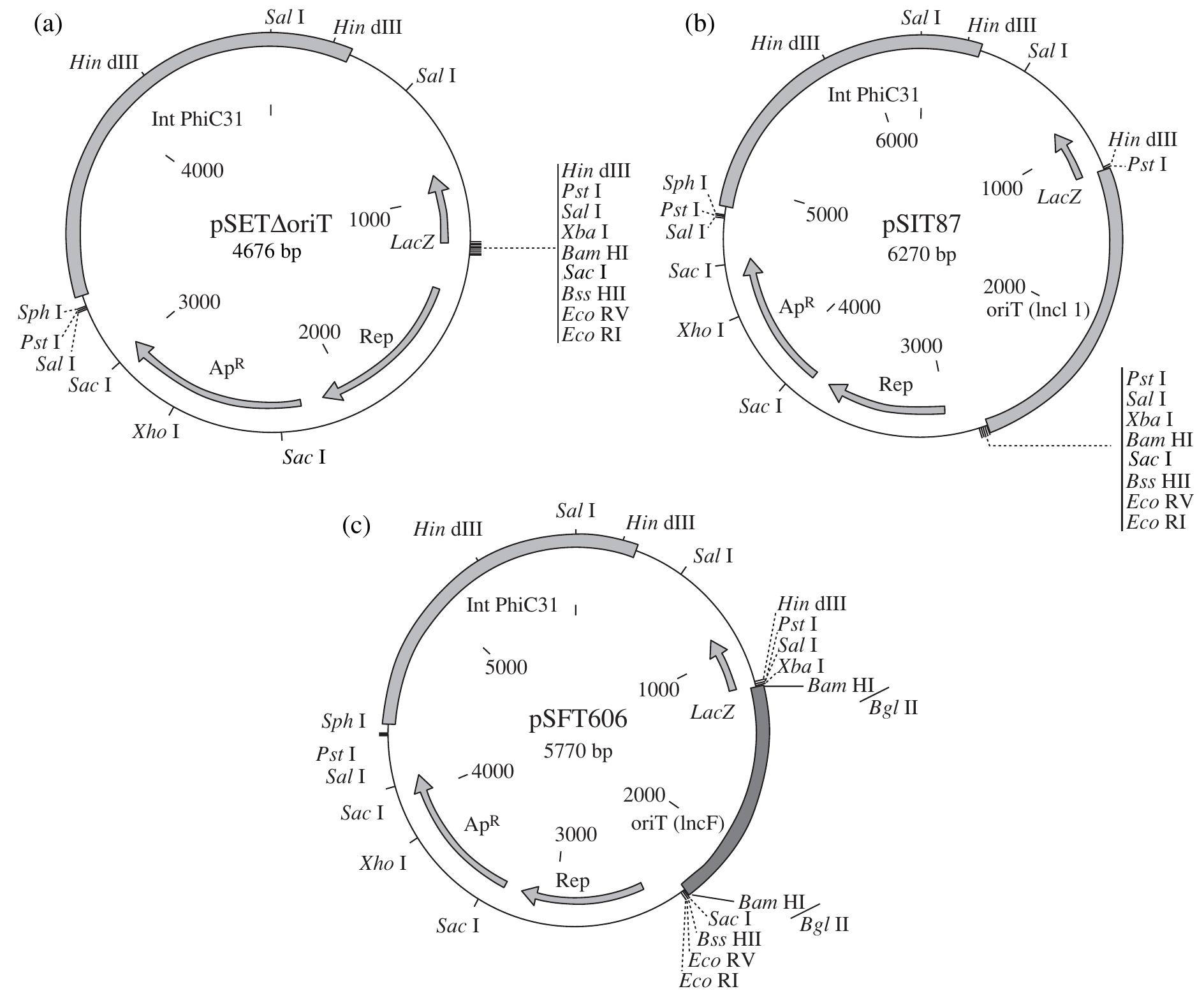 Pmd1 Vector Map Physical maps of mobilizable shuttle vectors psetaorit,