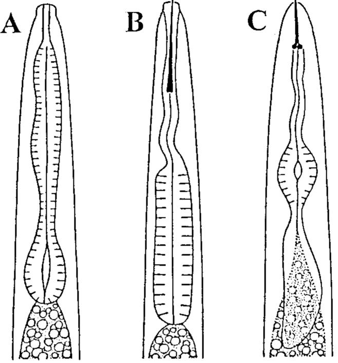 (PDF) NEMATODES AS PLANT PARASITES