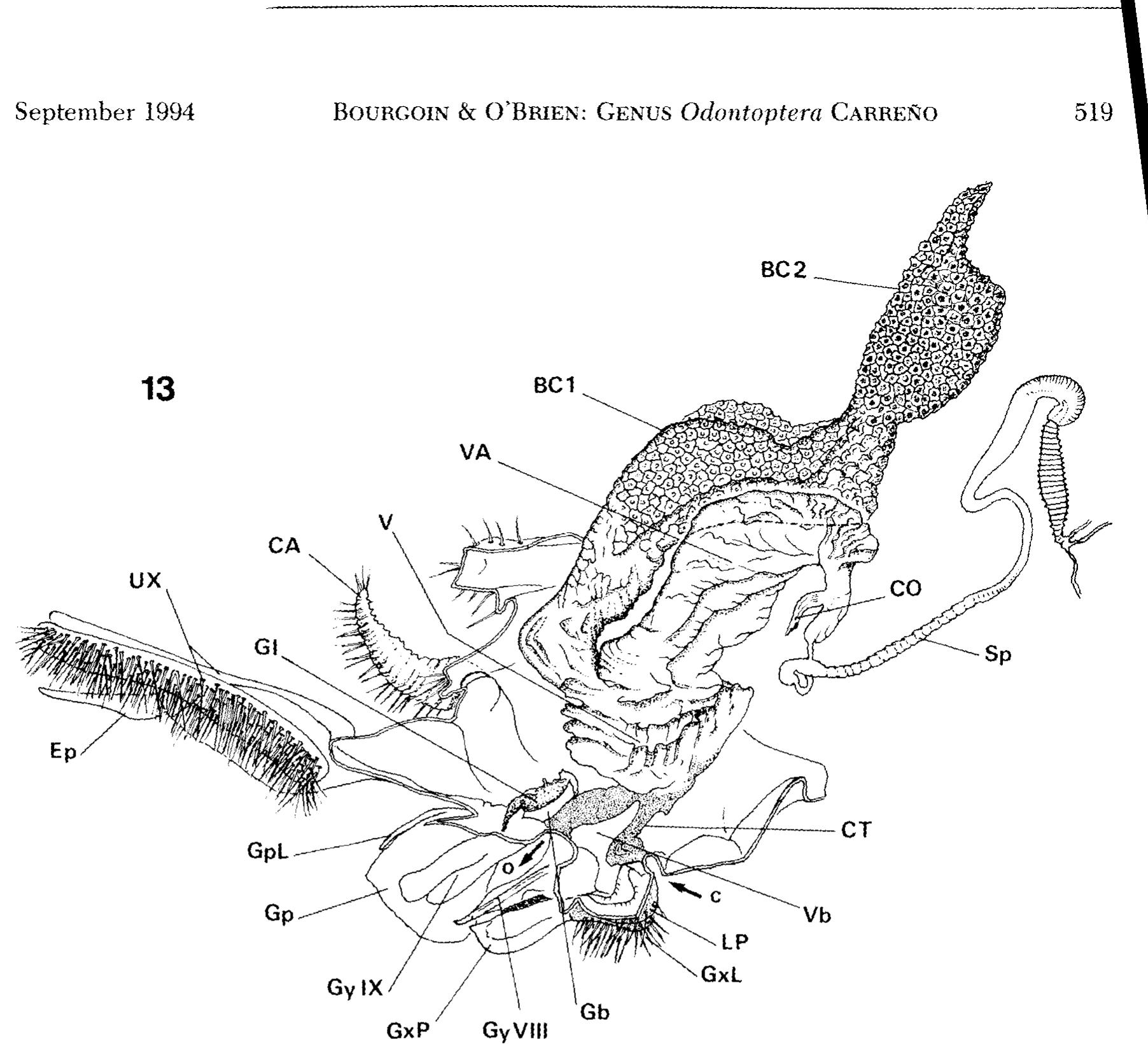 Female genitalia of o. toulgoeti: segmenta] and appendicular