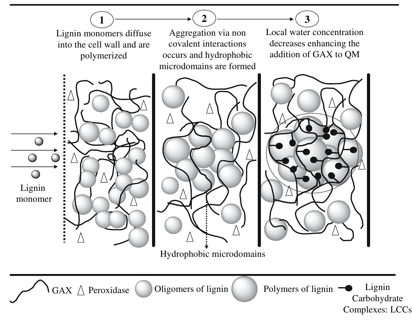 (PDF) Studies of xylan interactions and cross-linking to synthetic ...