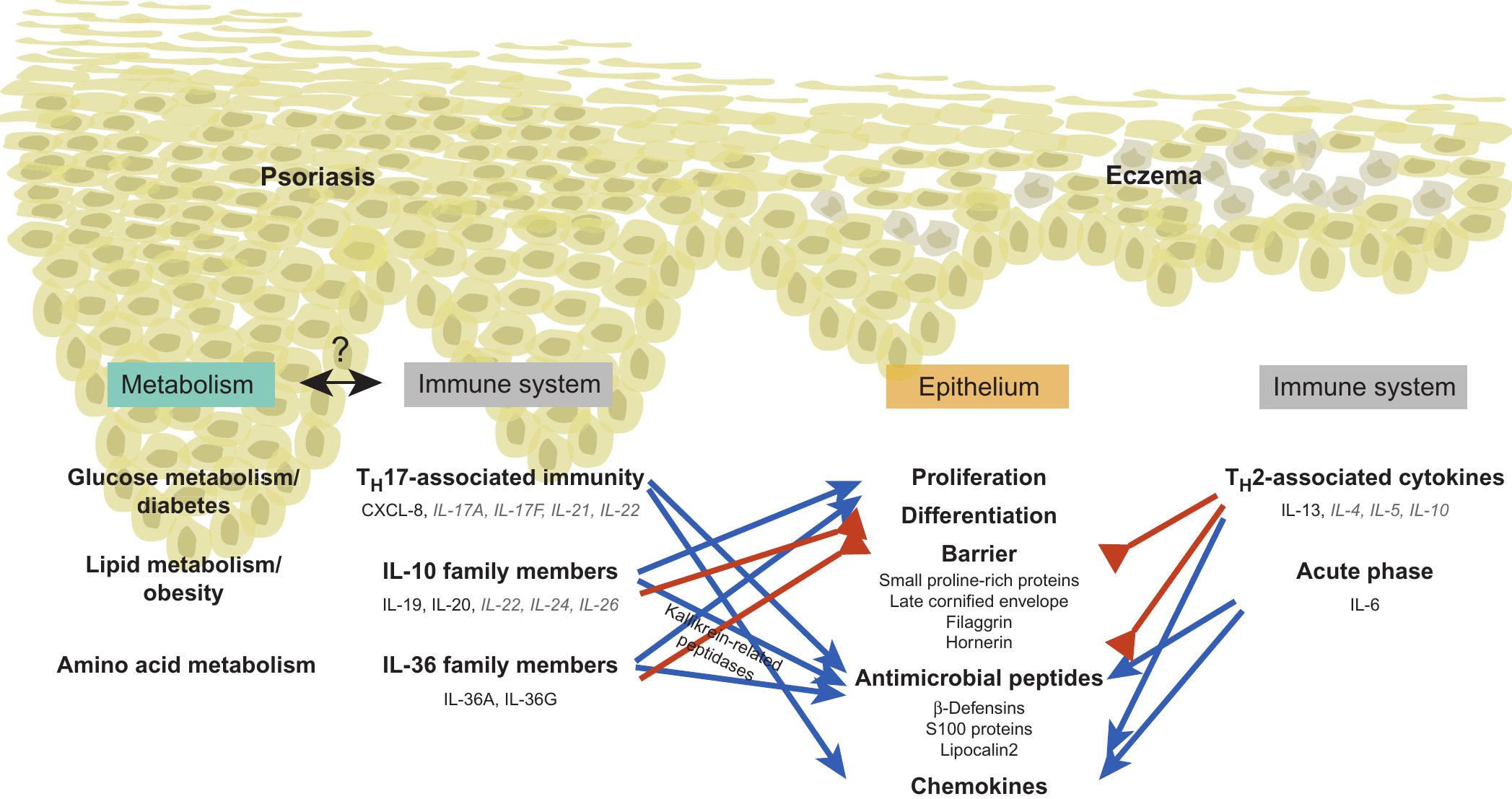 A comprehensive view on the pathogenesis of psoriasis and