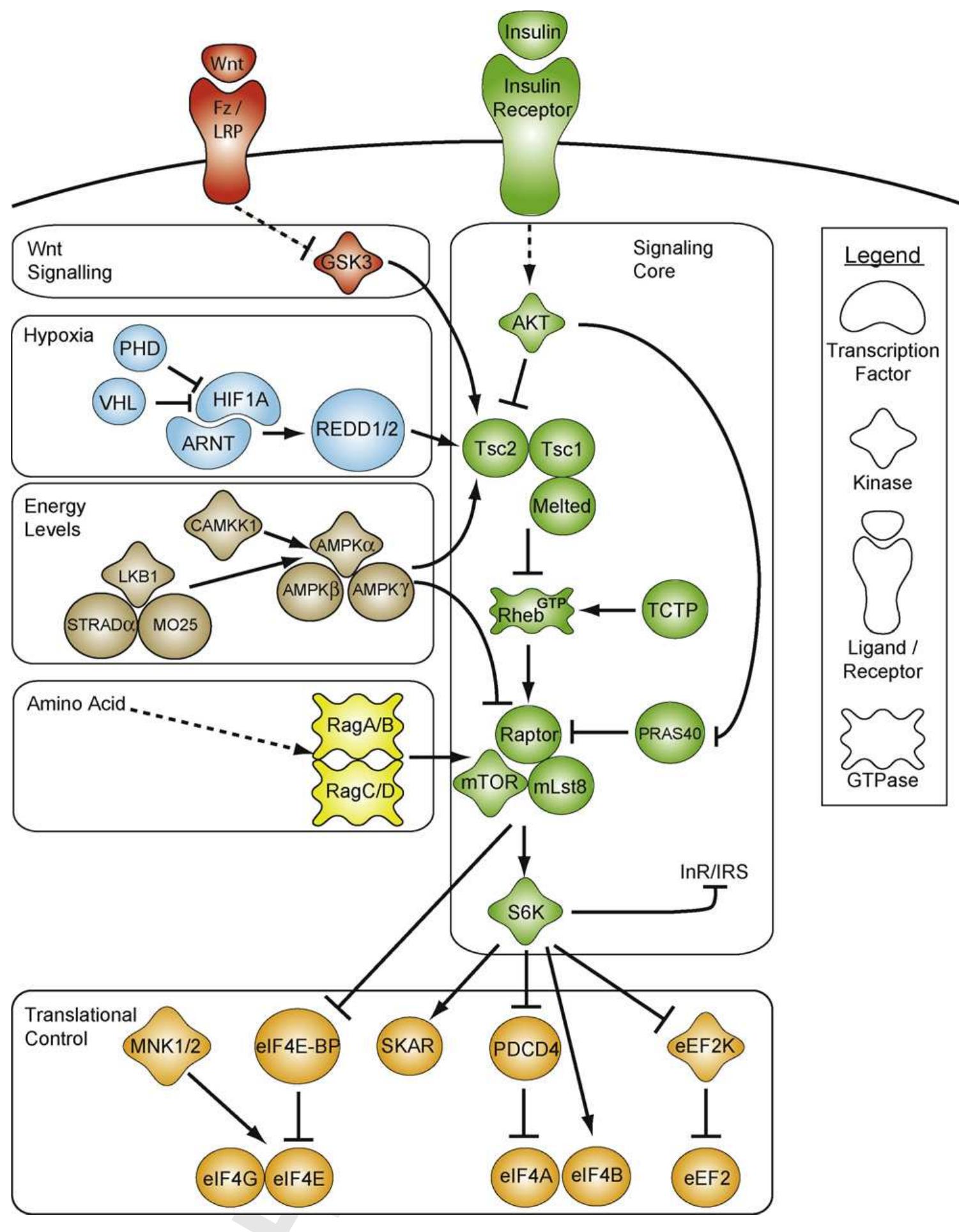 (PDF) TOR signaling never gets old: Aging, longevity and TORC1 activity