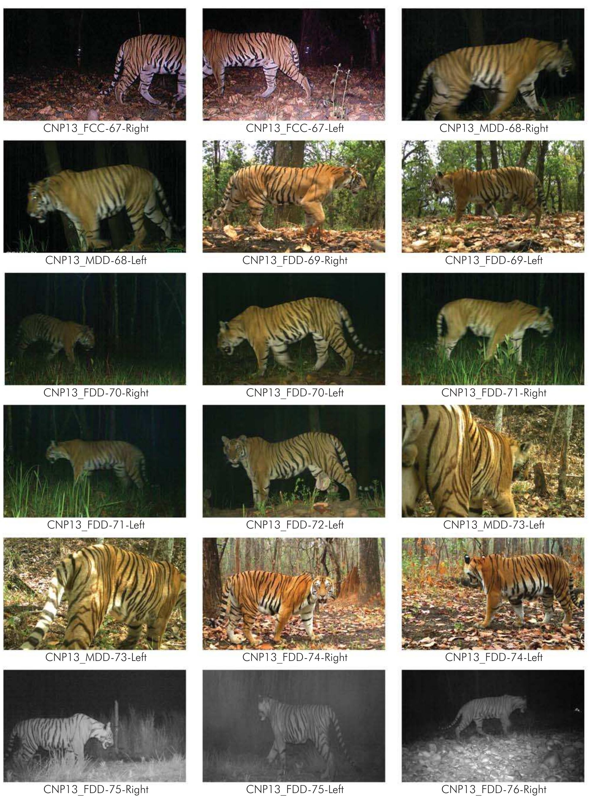 Figure 48 - from Status of Tigers and Prey in Nepal