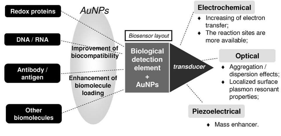 Dna Gold Biosensor (PDF) Biosensors based on gold nanostructures
