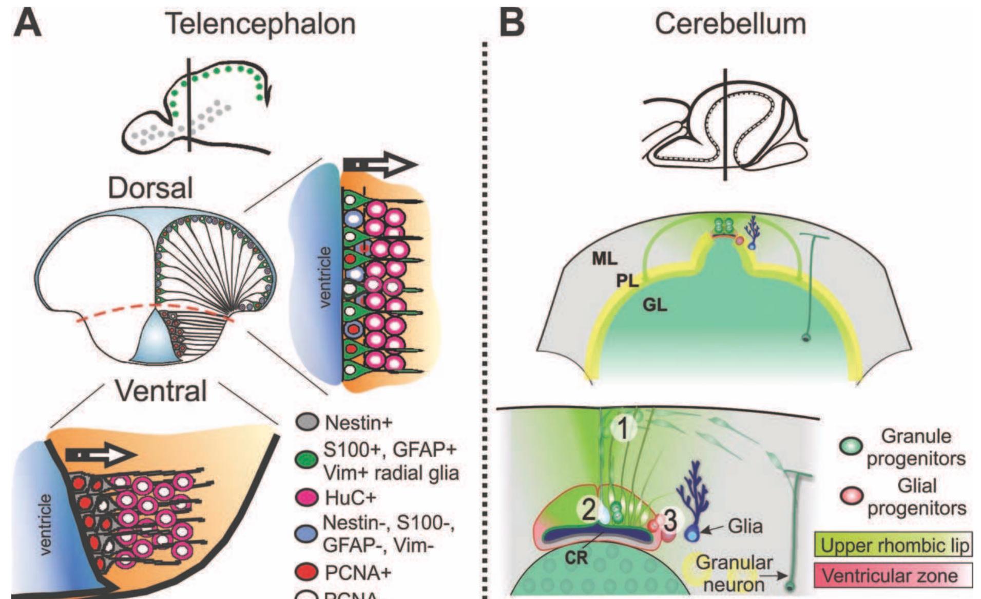 Neurogenic regions of the zebrafish brain in comparison to