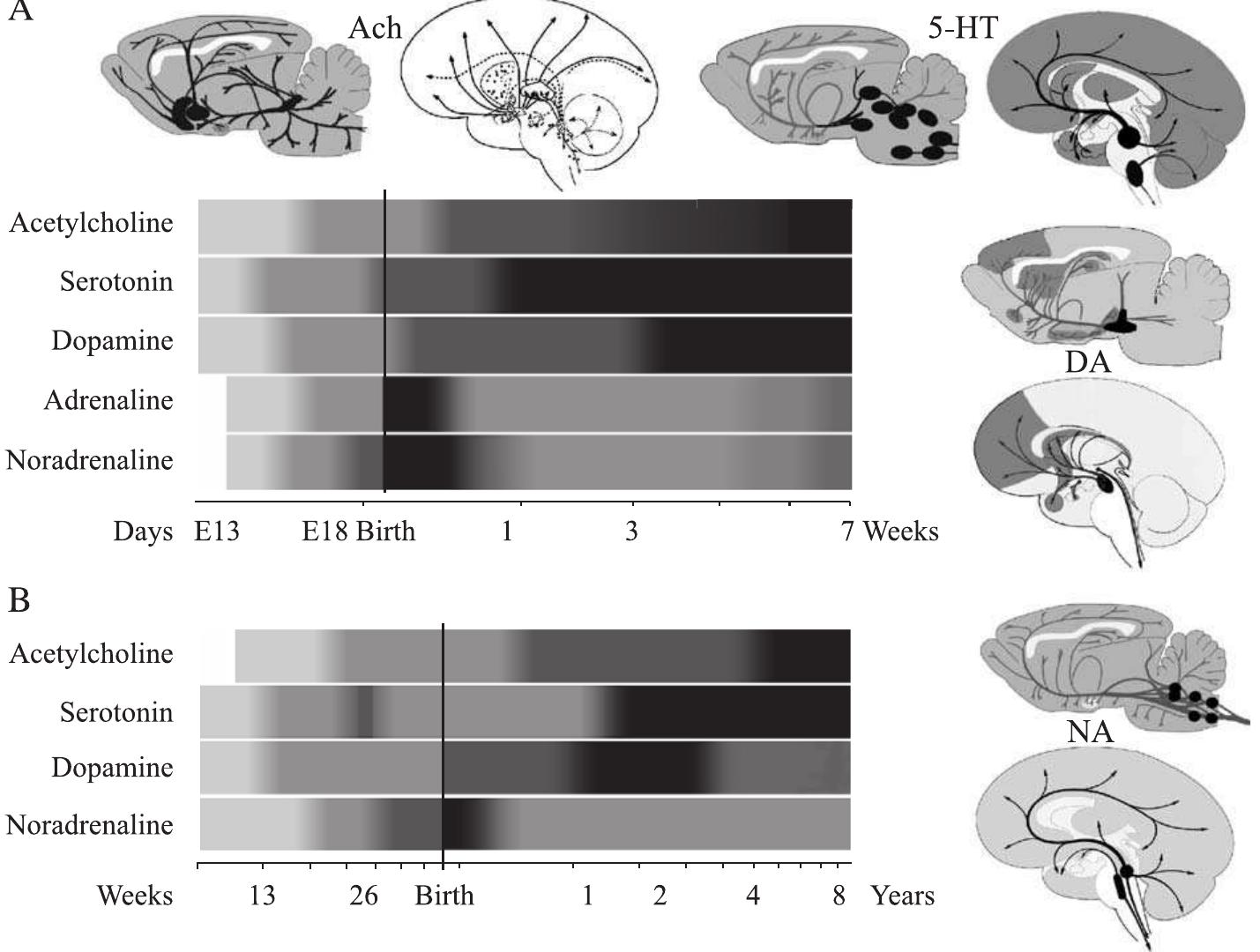 Very Programmed Figure 1 - from Development of neurotransmitter systems