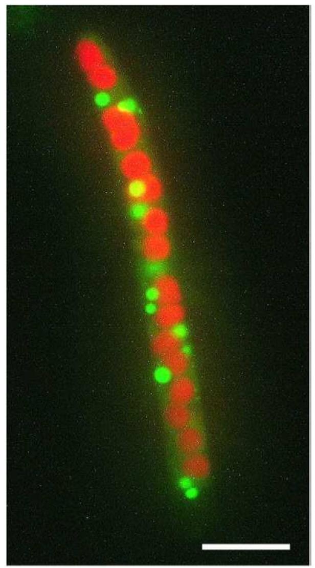 Figure 1 - Visualizing "green oil" in live algal cells
