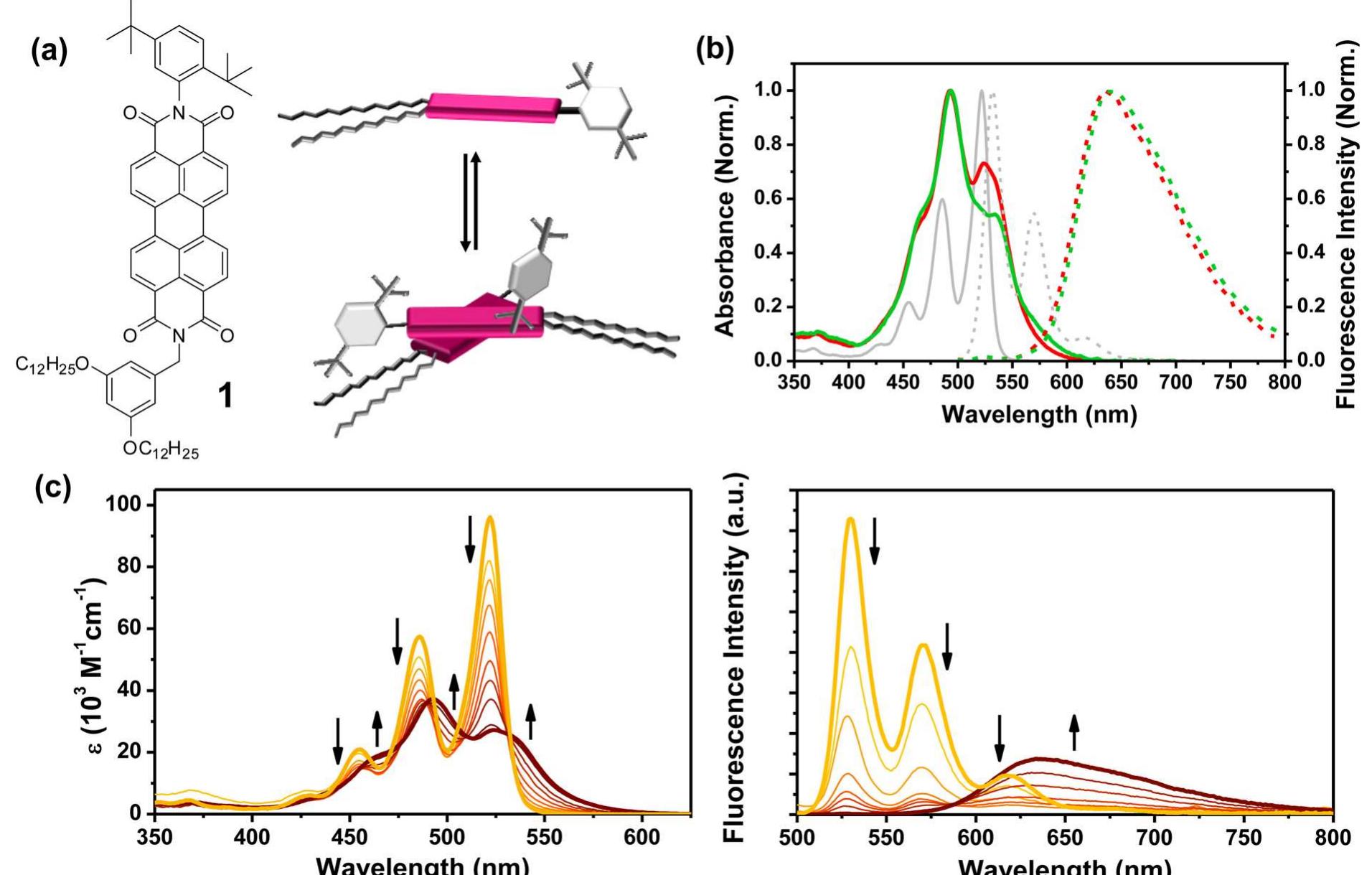 Schematic representation of proposed exciton dynamics in the