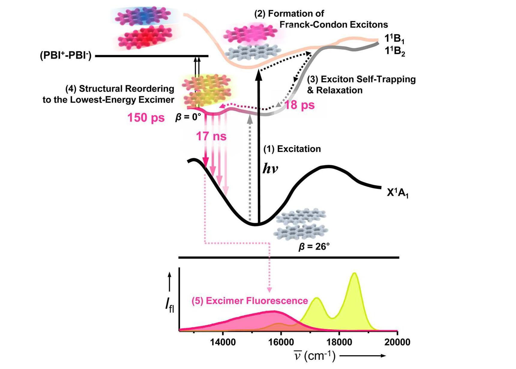 Schematic representation of proposed exciton dynamics in the