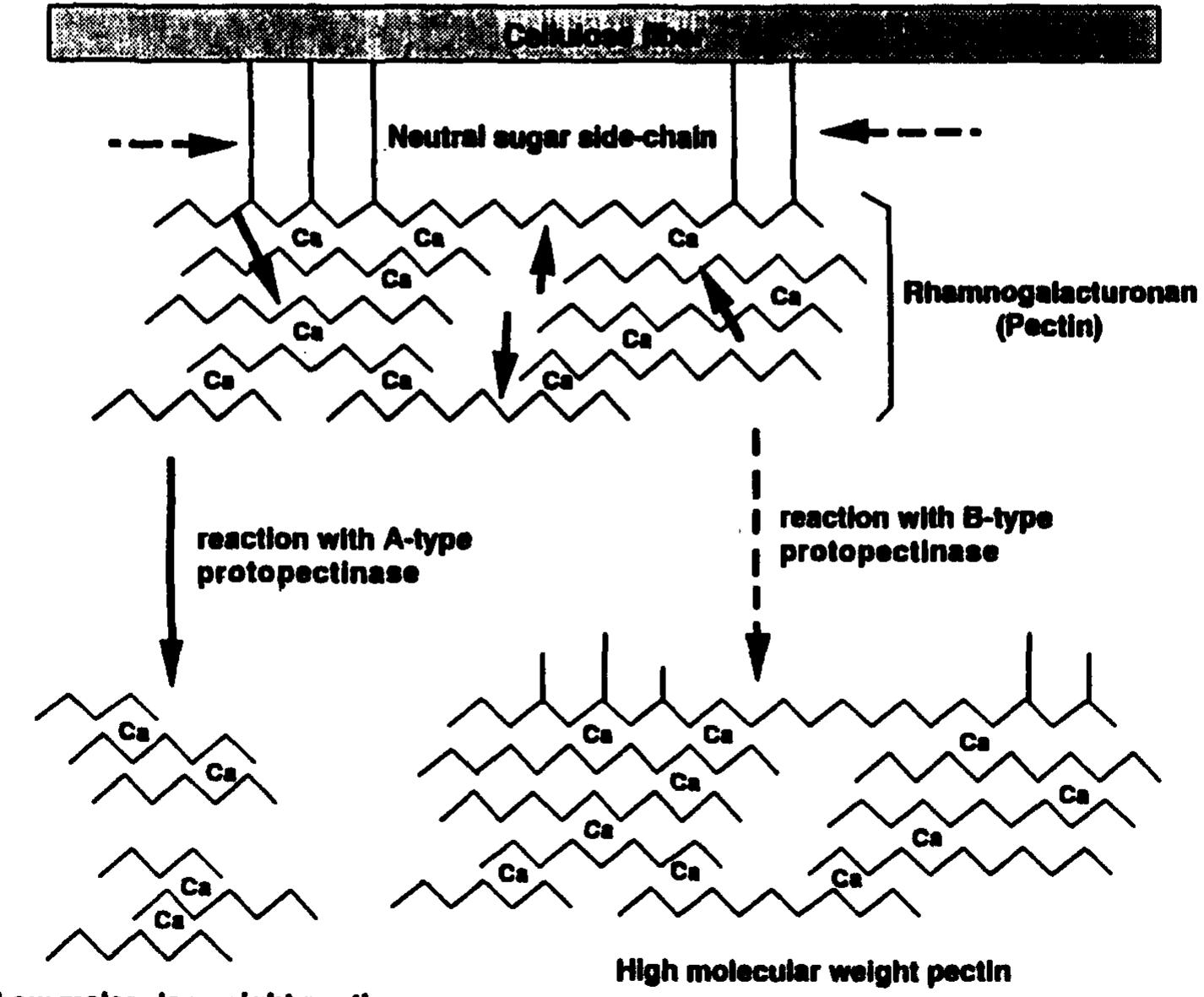 Schematic illustration of the structure of protopectin and