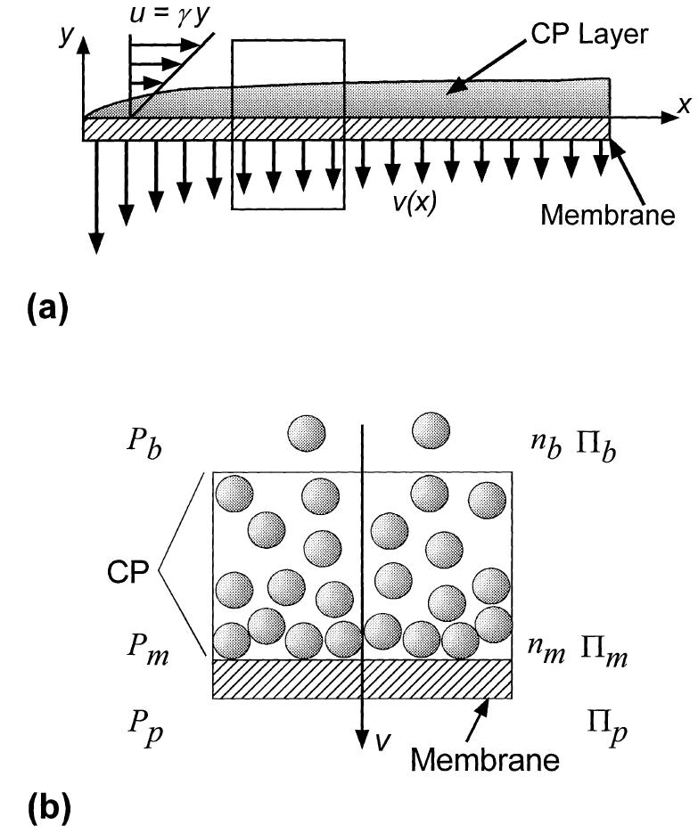 Schematic representation of the steady-state concentration