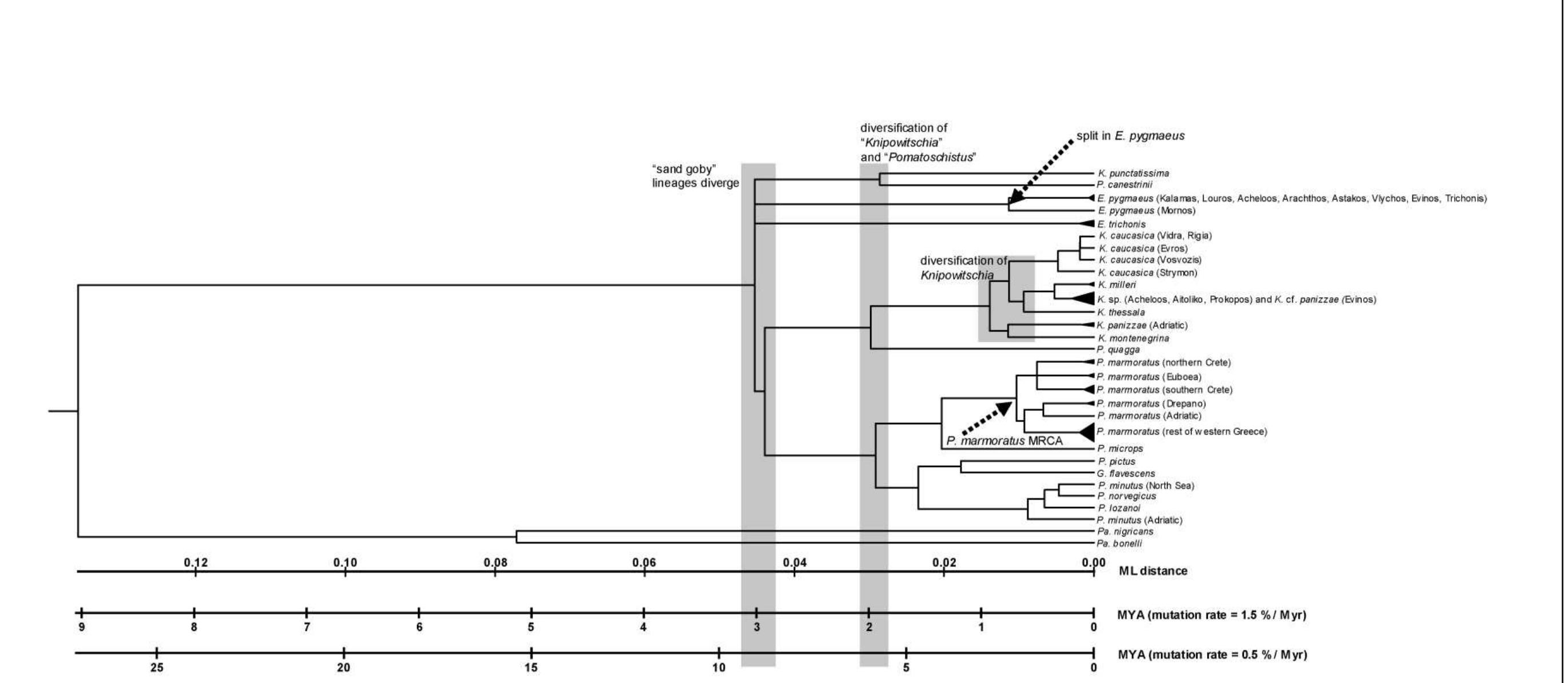 Figure 3. Clock-constrained quartet puzzling tree based on 815 bp of 12S and 16S rDNA sequences for the sand gobies under study. Maximum likelihood distances are indicated, and a timescale is provided, calibrated assuming a strict molecular clock of 1.5% and 0.5% x 10° years, respectively. For additional explanation regarding the evolutionary events indicated, see text. 