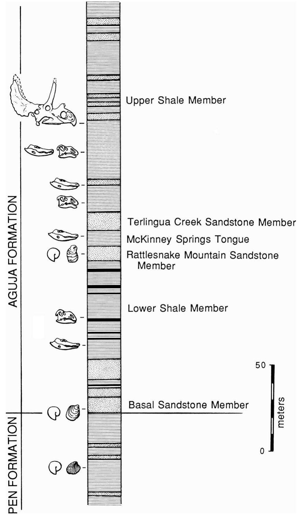 Fossil Depth Figure 7 - from A complete skull of Chasmosaurus