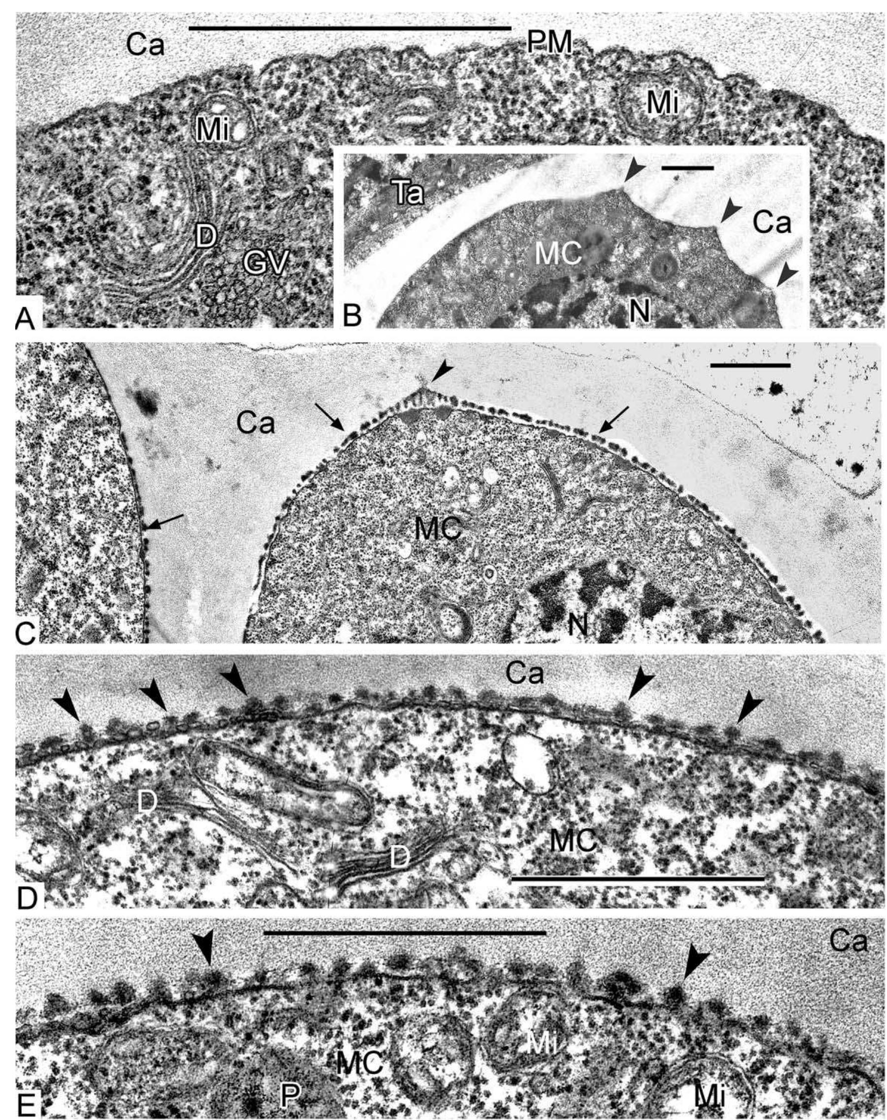 Figure 1 - from POLLEN WALL SUBSTRUCTURE AND DEVELOPMENT IN