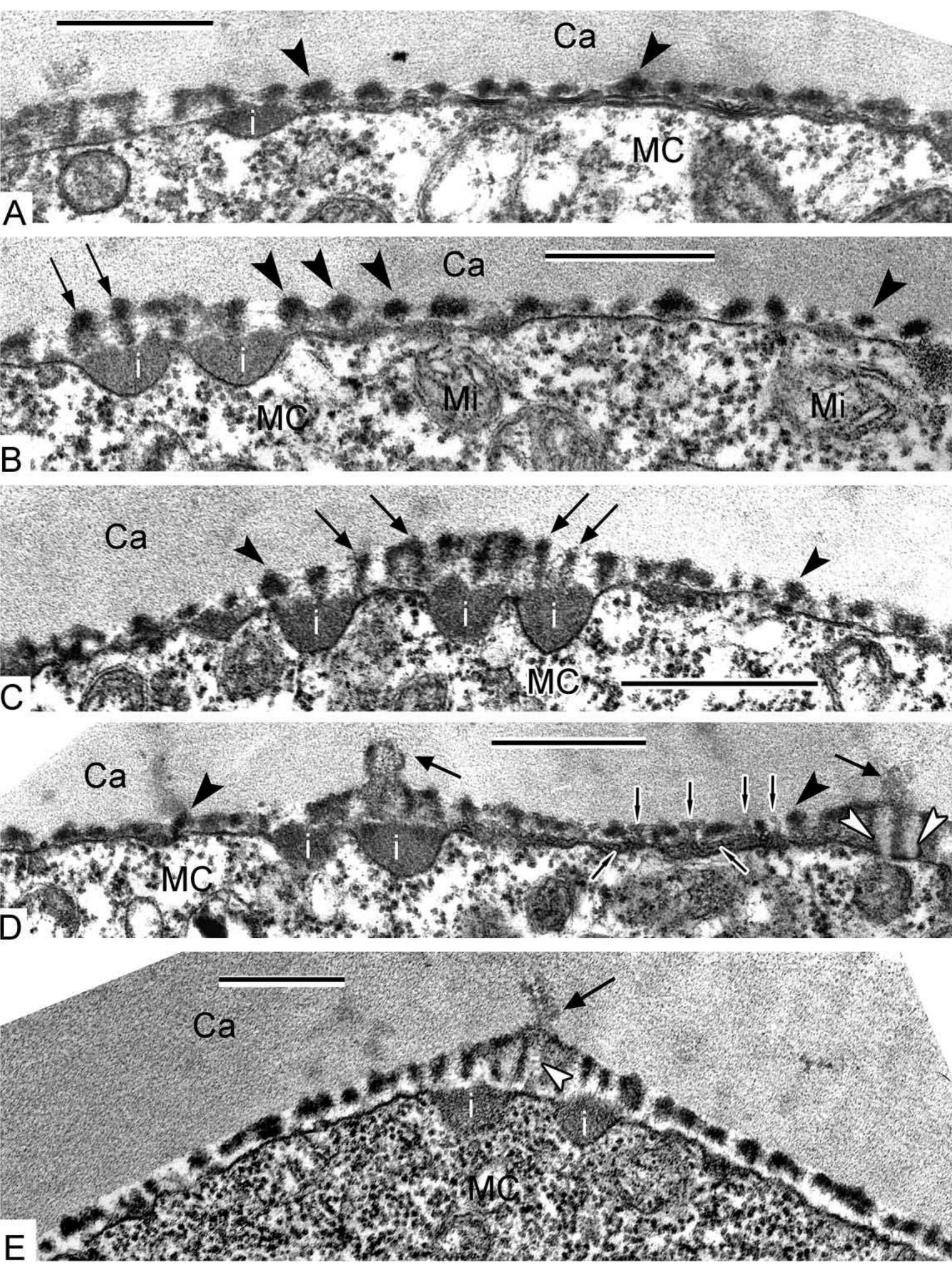 Figure 1 - from POLLEN WALL SUBSTRUCTURE AND DEVELOPMENT IN