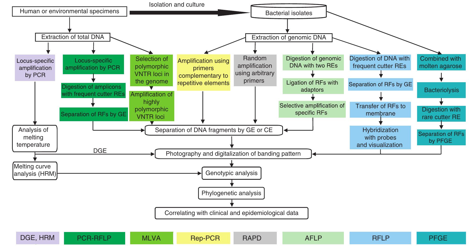 Anding Method (PDF) Bacterial strain typing in the genomic era