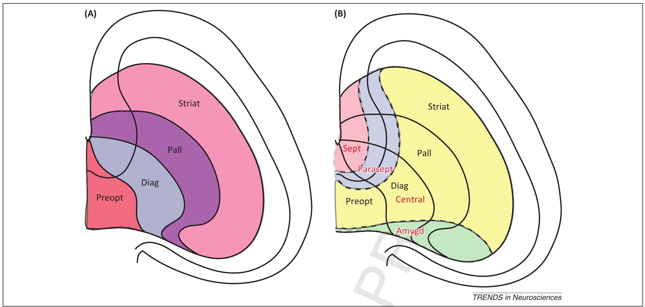 Figure 3 - from A developmental ontology for the mammalian