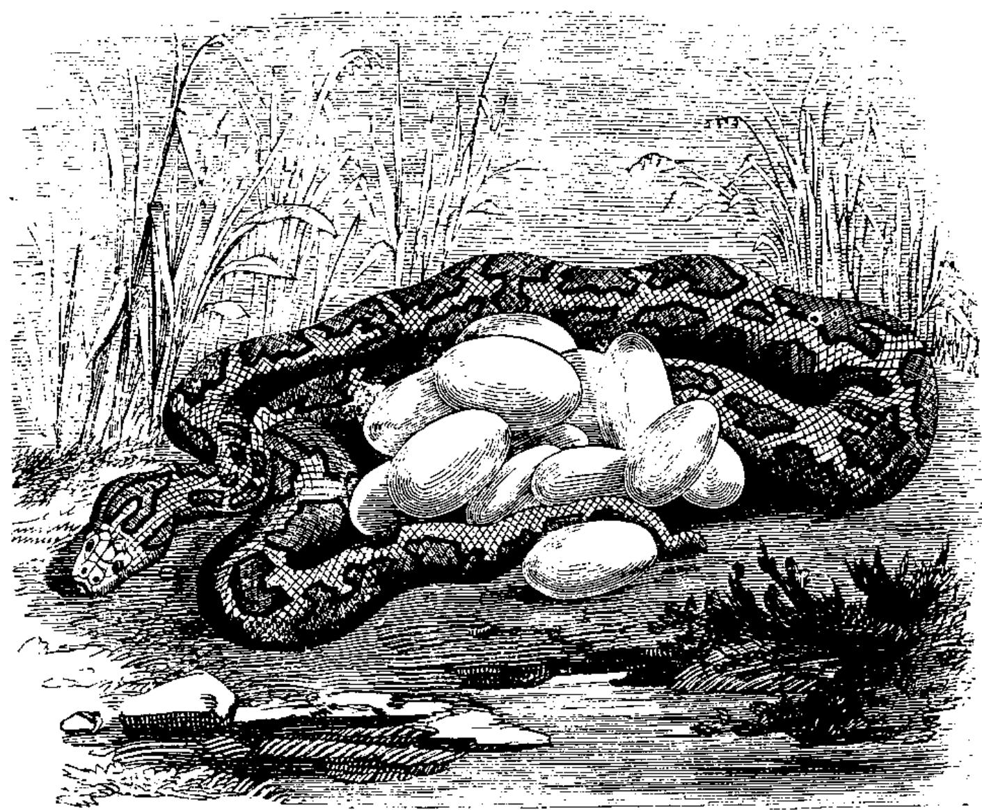 3. an indian python, python molurus, with eggs at the