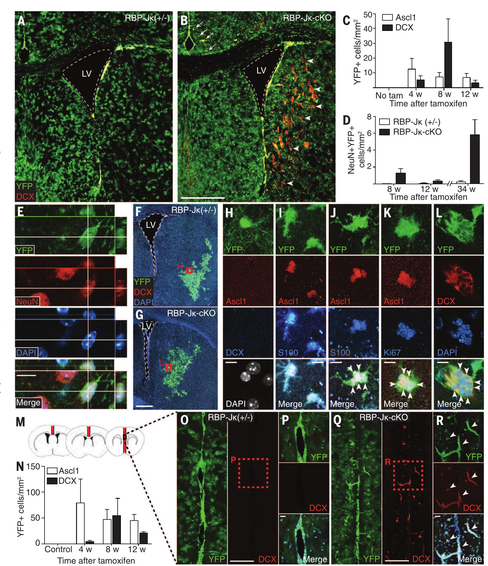 Tricular Figure 4 - from A latent neurogenic program in astrocytes