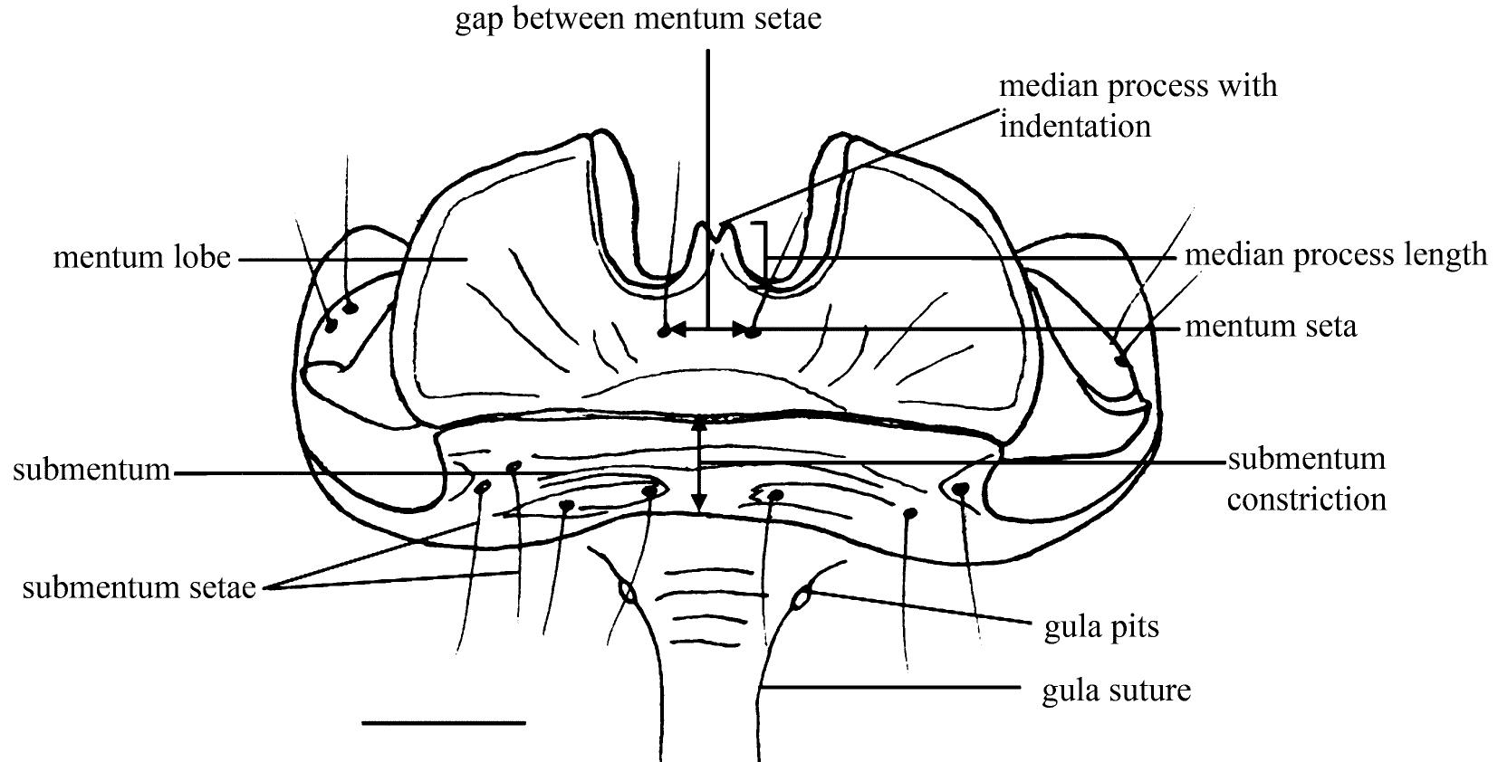 Left Submentrum Figure 1 - from Revision of the Mecodema curvidens species