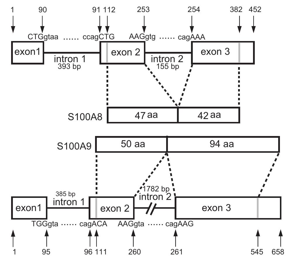 Genome structures of ps100a8 and ps100a9. exons are shown as