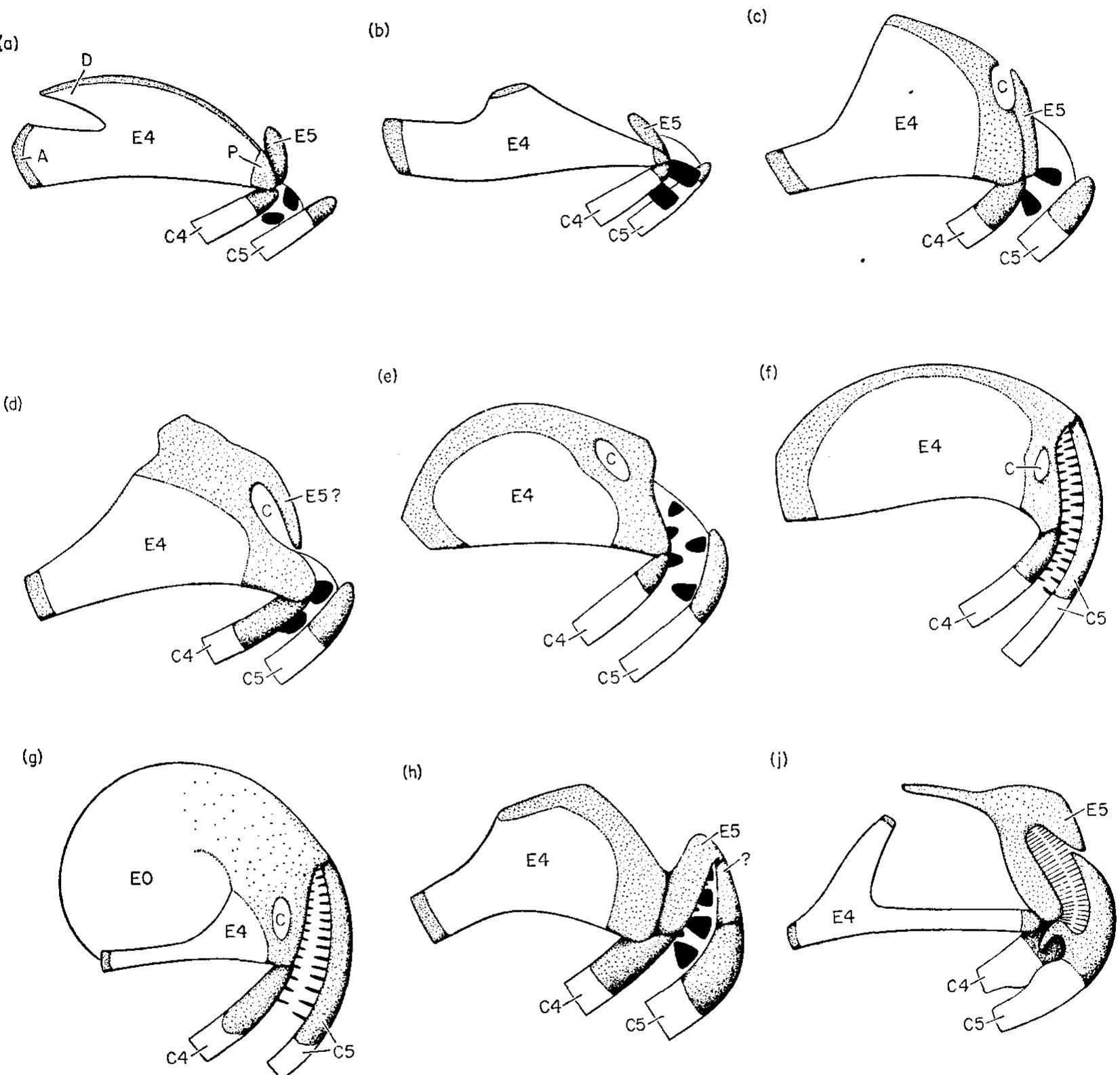 (PDF) Epibranchial organs in lower teleostean fishes*