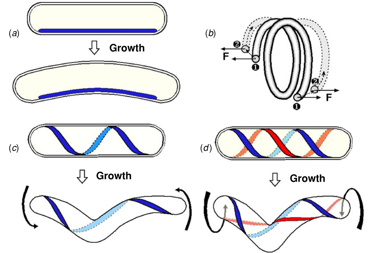 Fiber Helically Wrapped (PDF) How to make a spiral bacterium