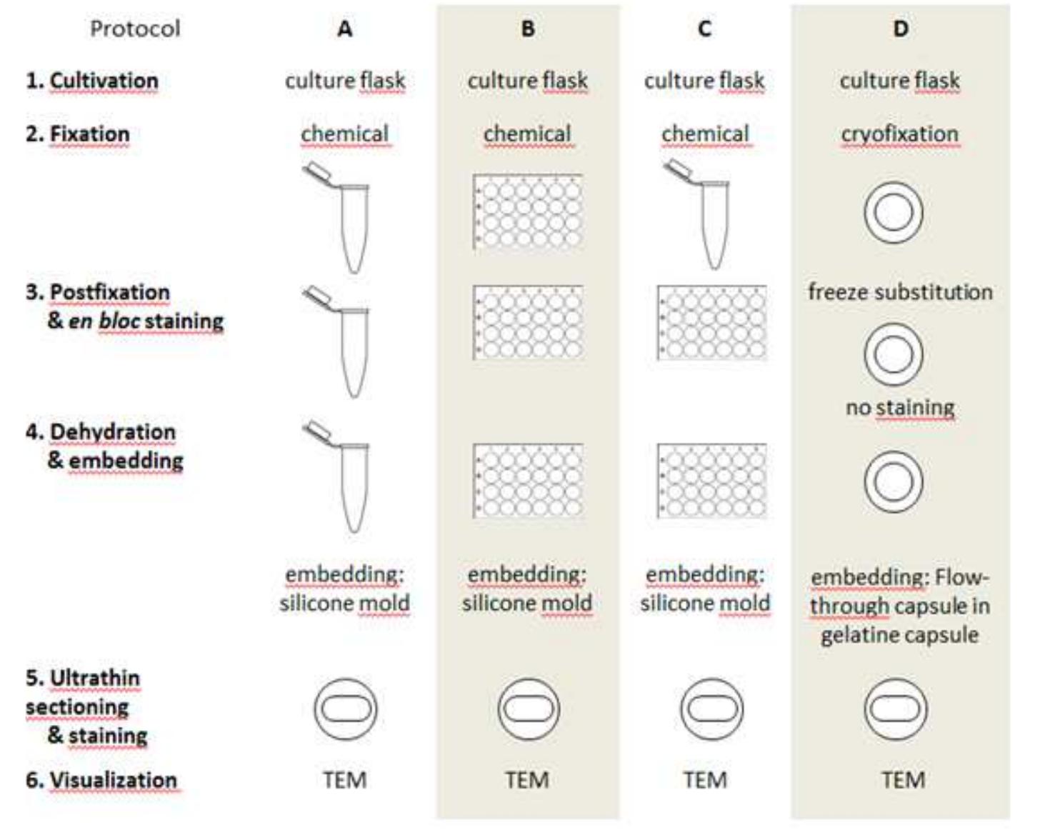Figure 3 - Transmission electron microscopy sample