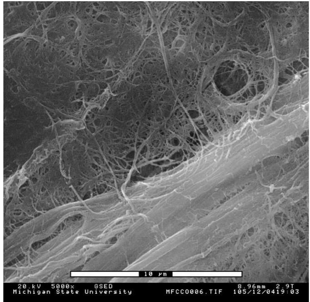 (PDF) Surface modification of microfibrillated cellulose for epoxy ...