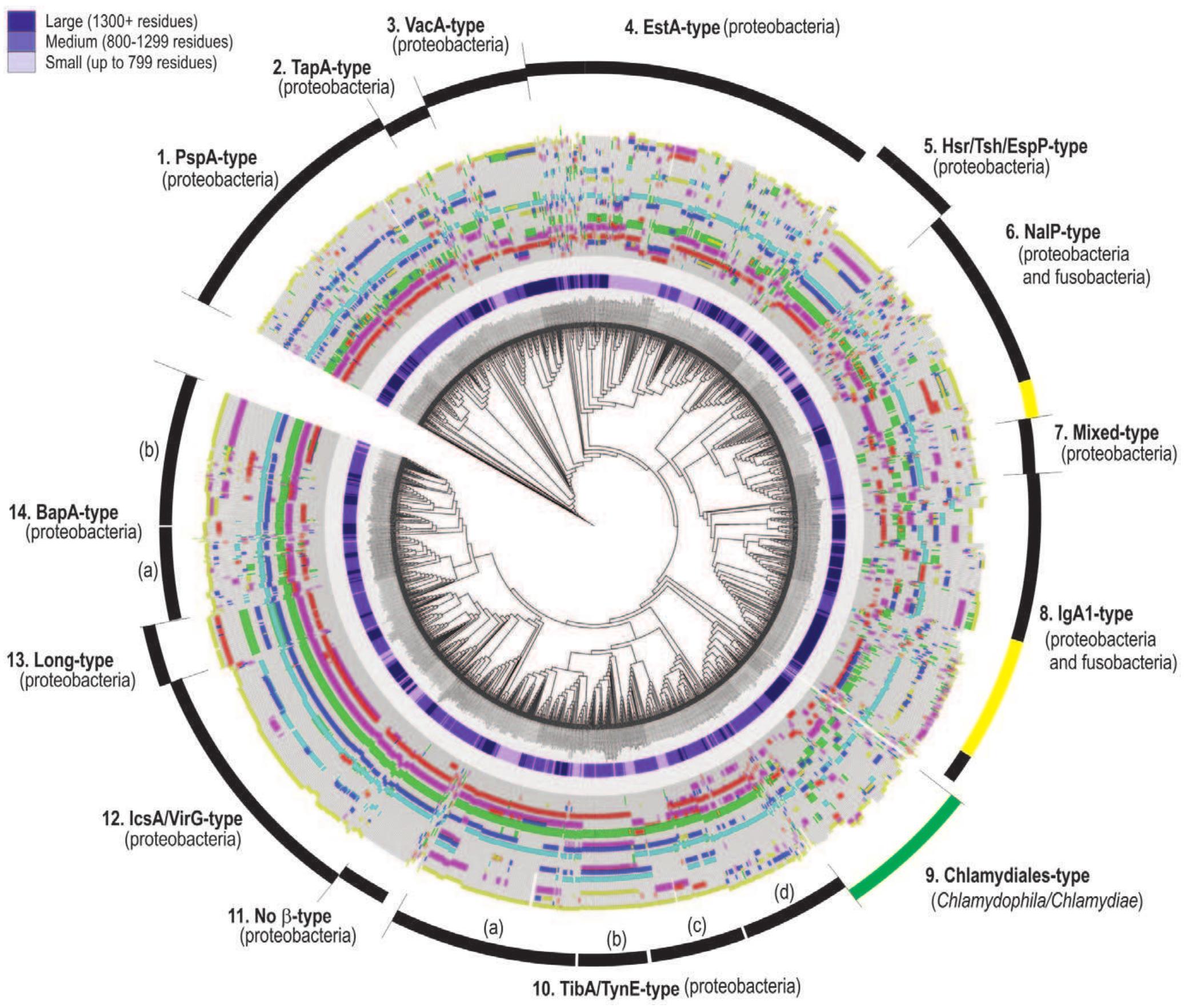 Classification of autotransporter barrel-domains. sequences