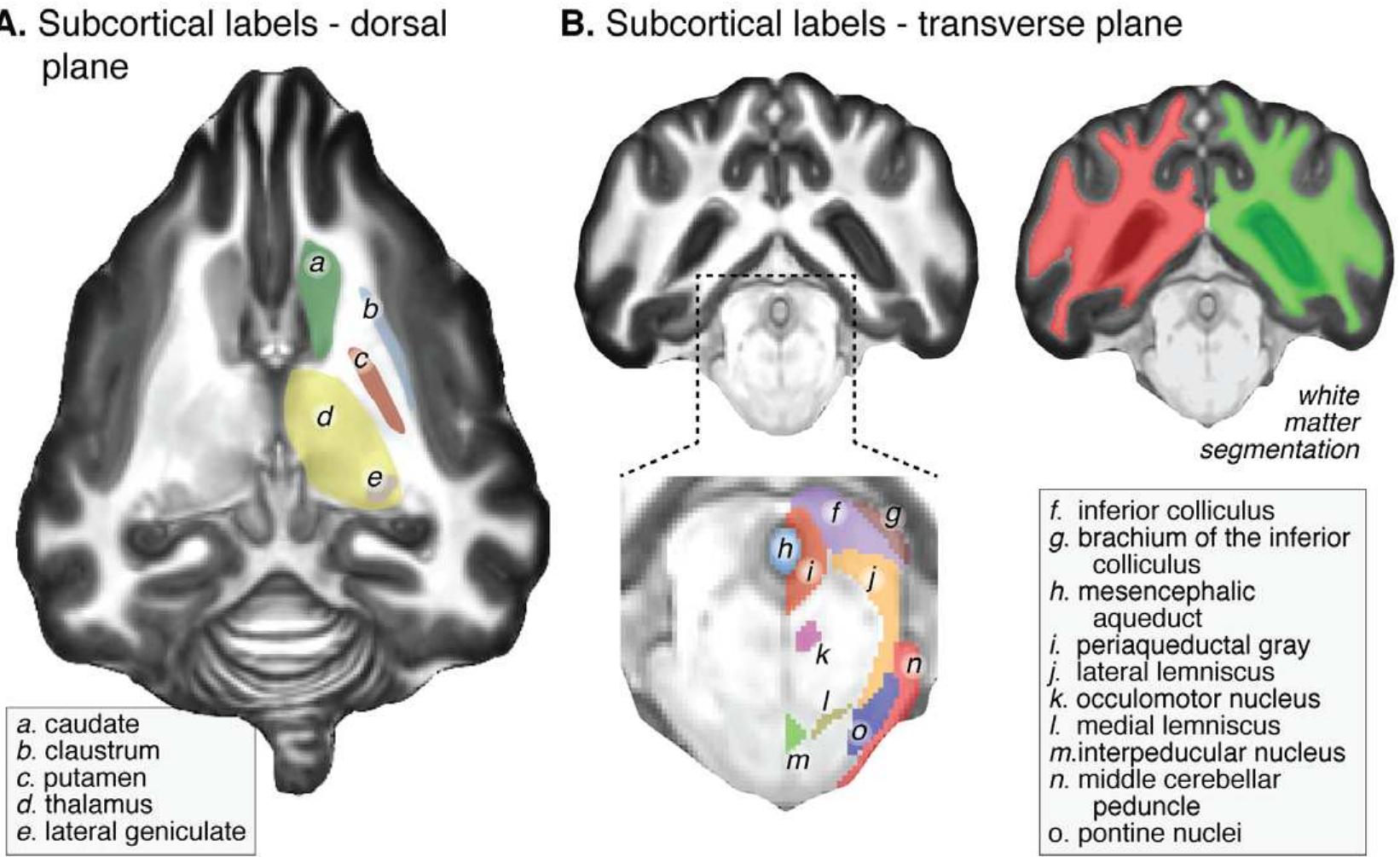 Beagle Brain (PDF) A Digital Atlas of the Dog Brain