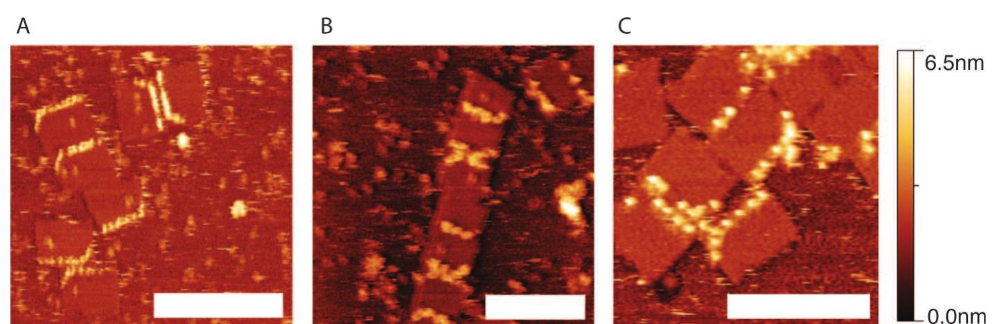 (PDF) Functional Patterning of DNA Origami by Parallel Enzymatic ...