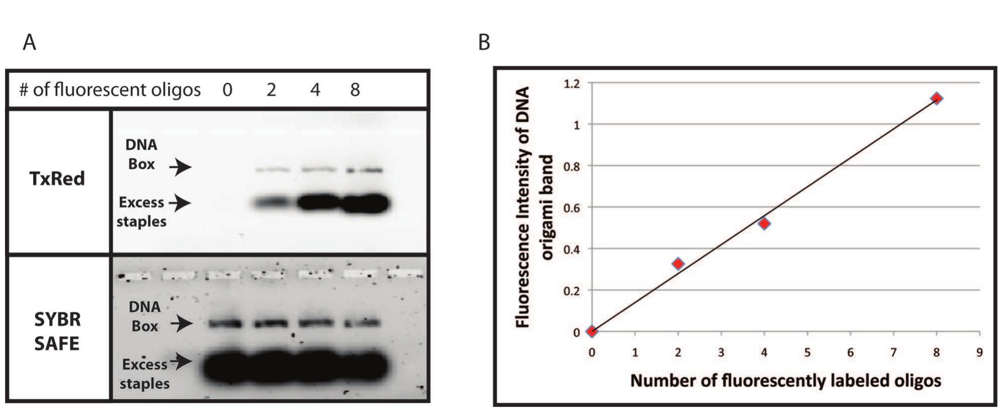 (PDF) Functional Patterning of DNA Origami by Parallel Enzymatic ...
