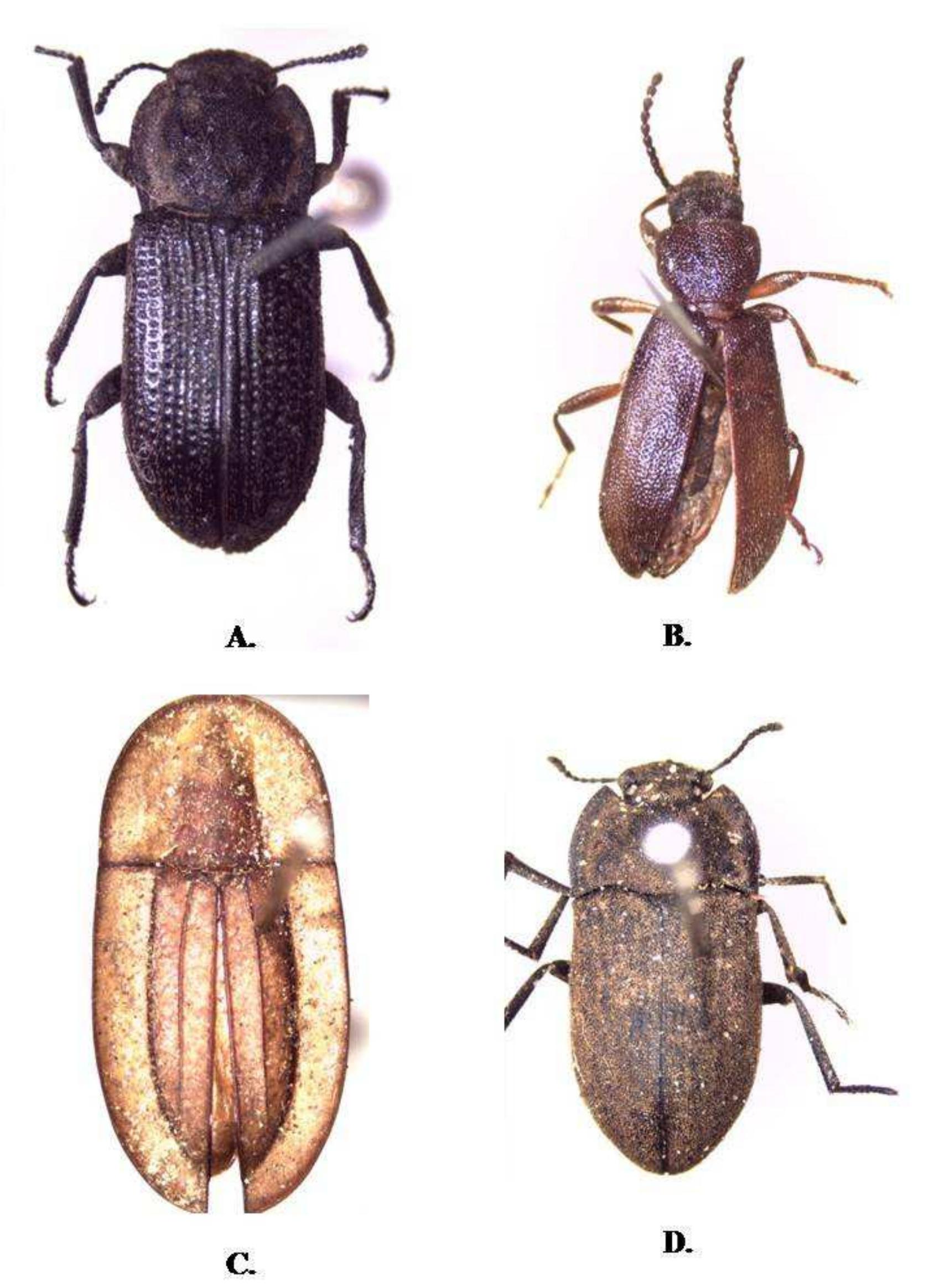 Figure 4 - Darkling beetles (Tenebrionidae: Coleoptera) of