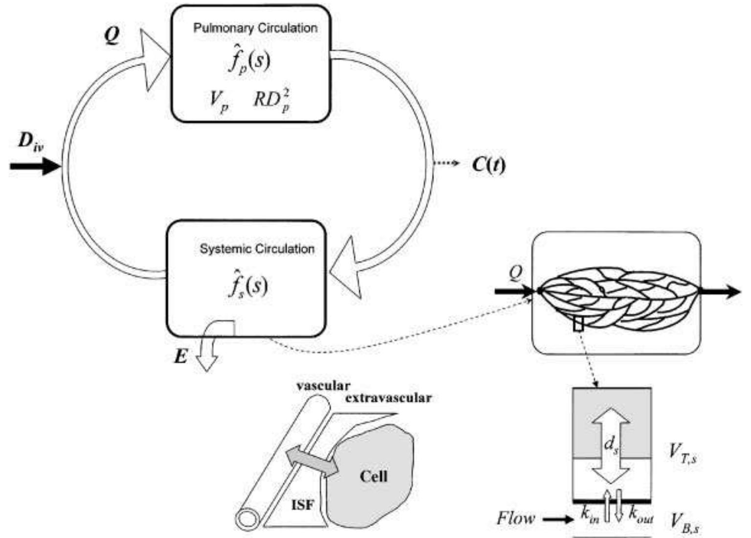 (PDF) Circulatory transport and capillary-tissue exchange as ...