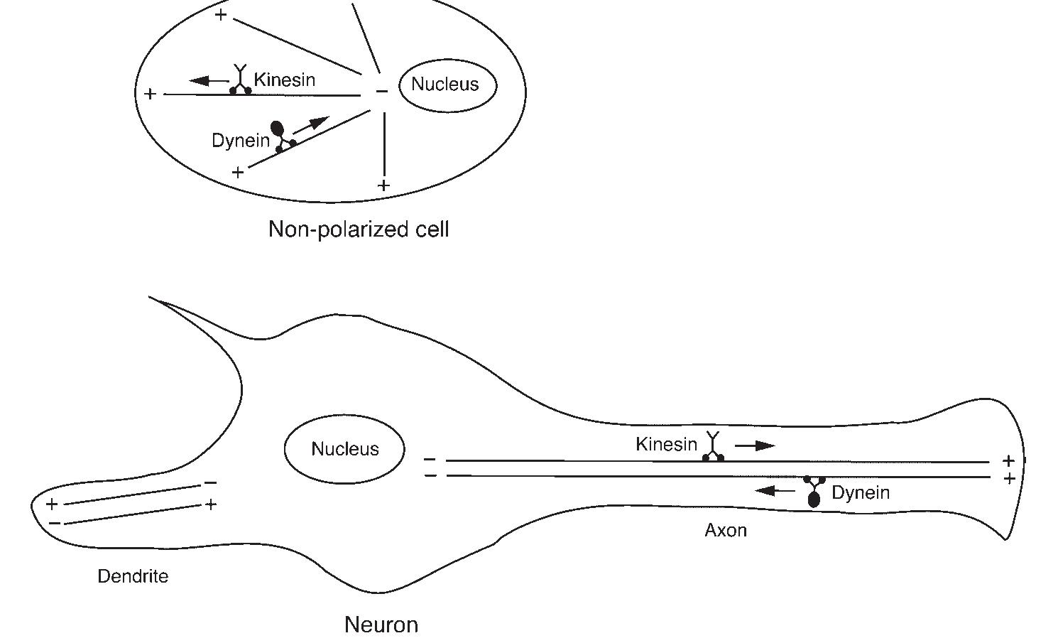 (PDF) Transport and egress of herpes simplex virus in neurons