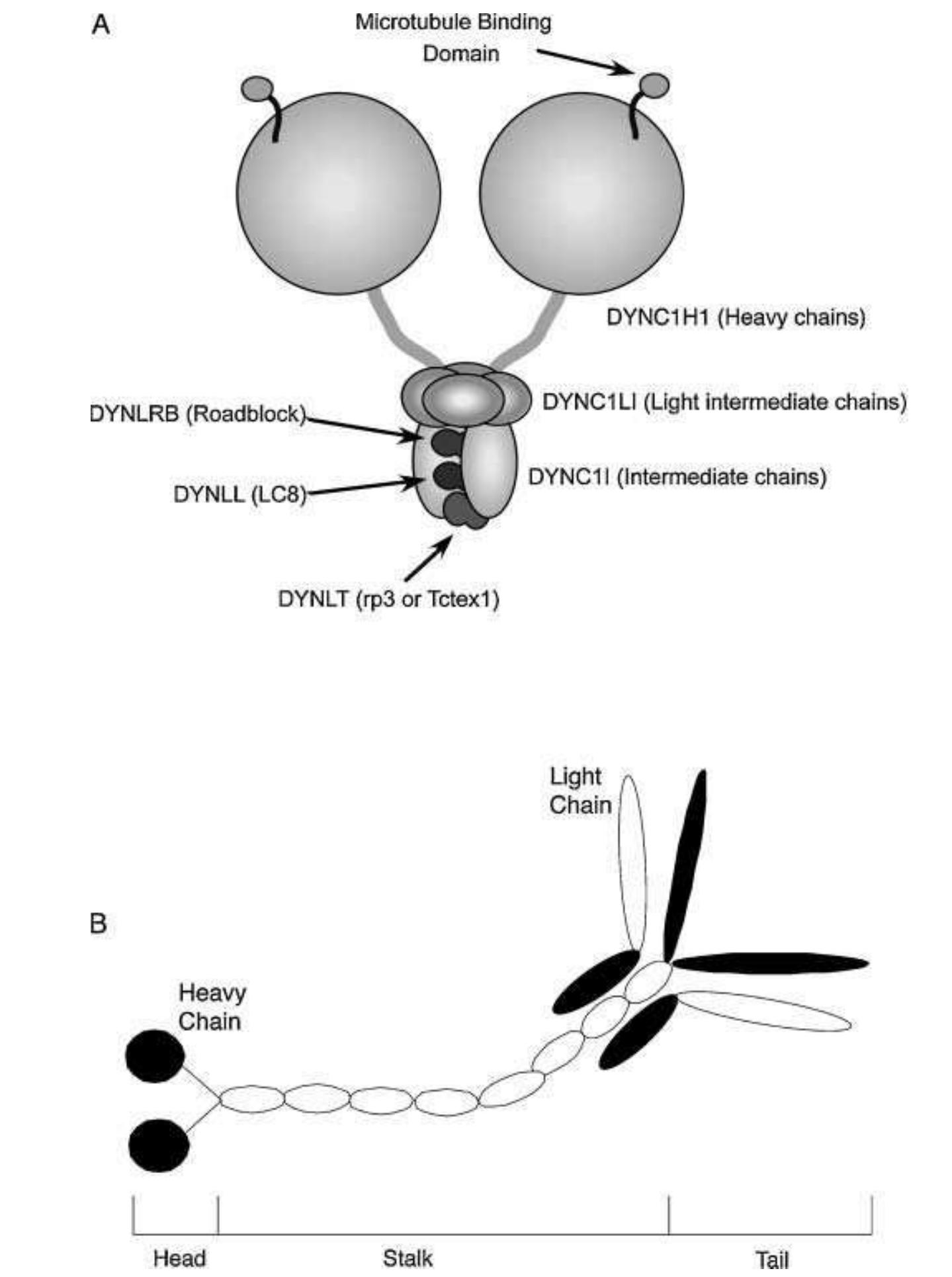 (PDF) Transport and egress of herpes simplex virus in neurons