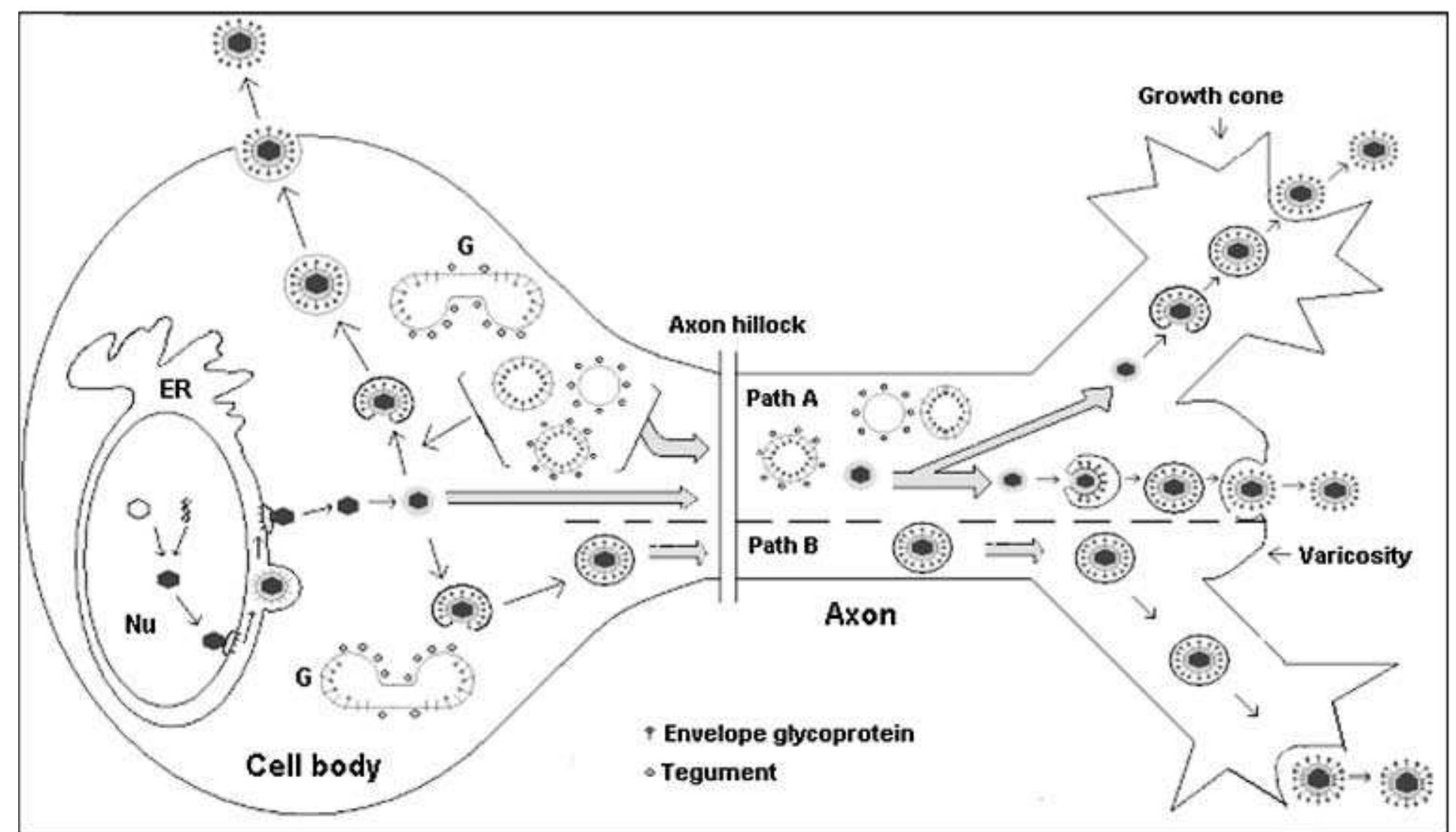 (PDF) Transport and egress of herpes simplex virus in neurons