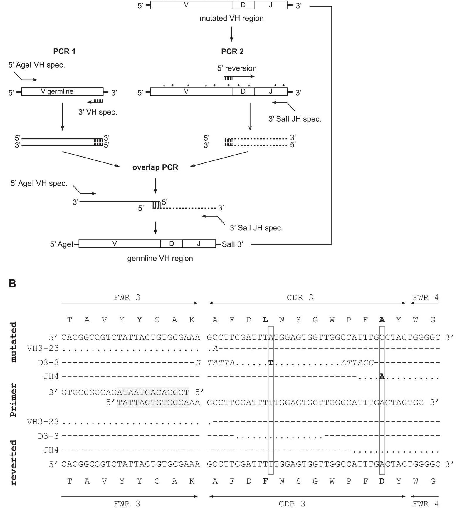 (PDF) Efficient generation of monoclonal antibodies from single human B ...