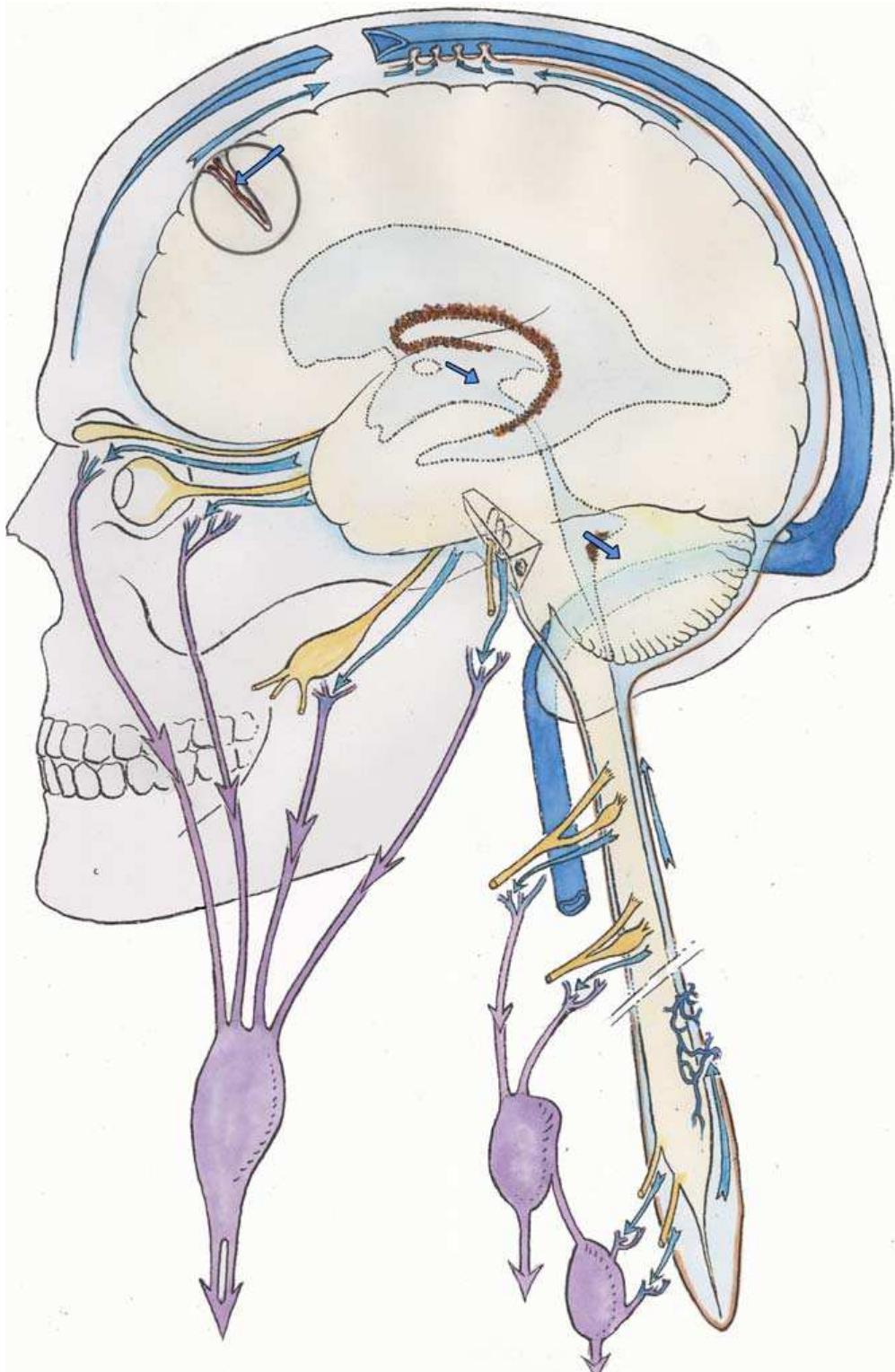 (PDF) Anatomy and physiology of cerebrospinal fluid