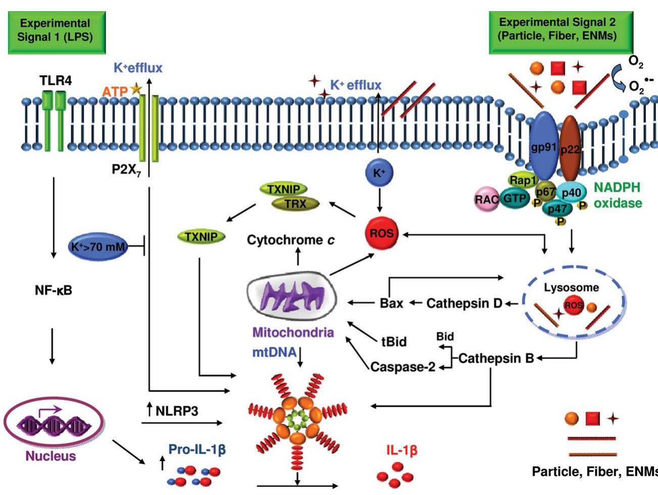 Major mechanisms of nlrp3 inflammasome activation. nlrp3
