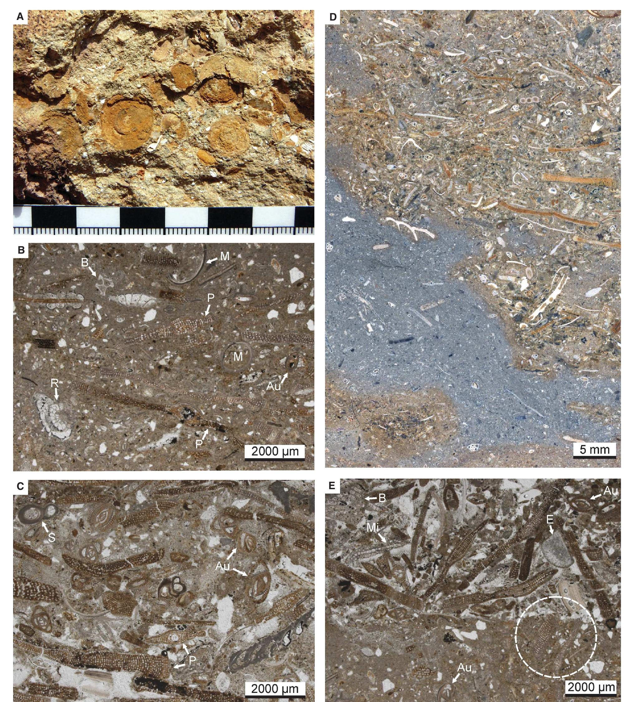 (PDF) The Quilon Limestone, Kerala Basin, India: an archive for Miocene ...
