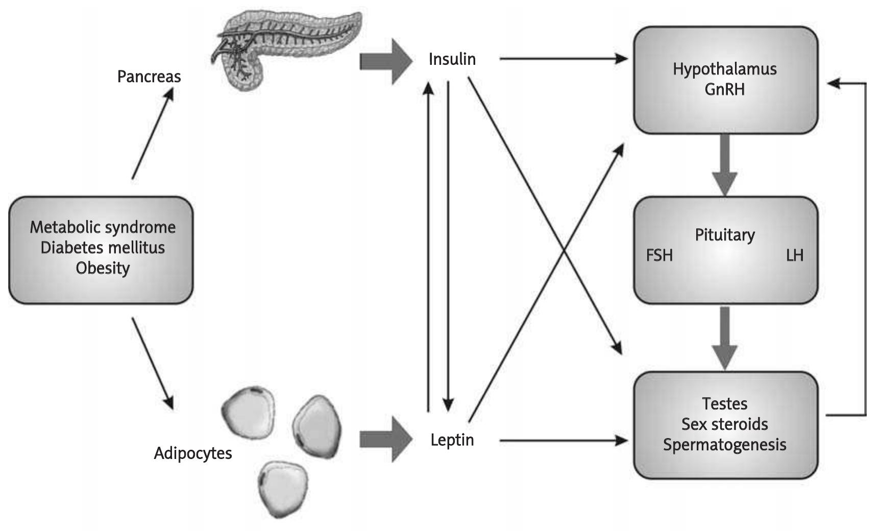 (PDF) The role of insulin and leptin in male reproduction