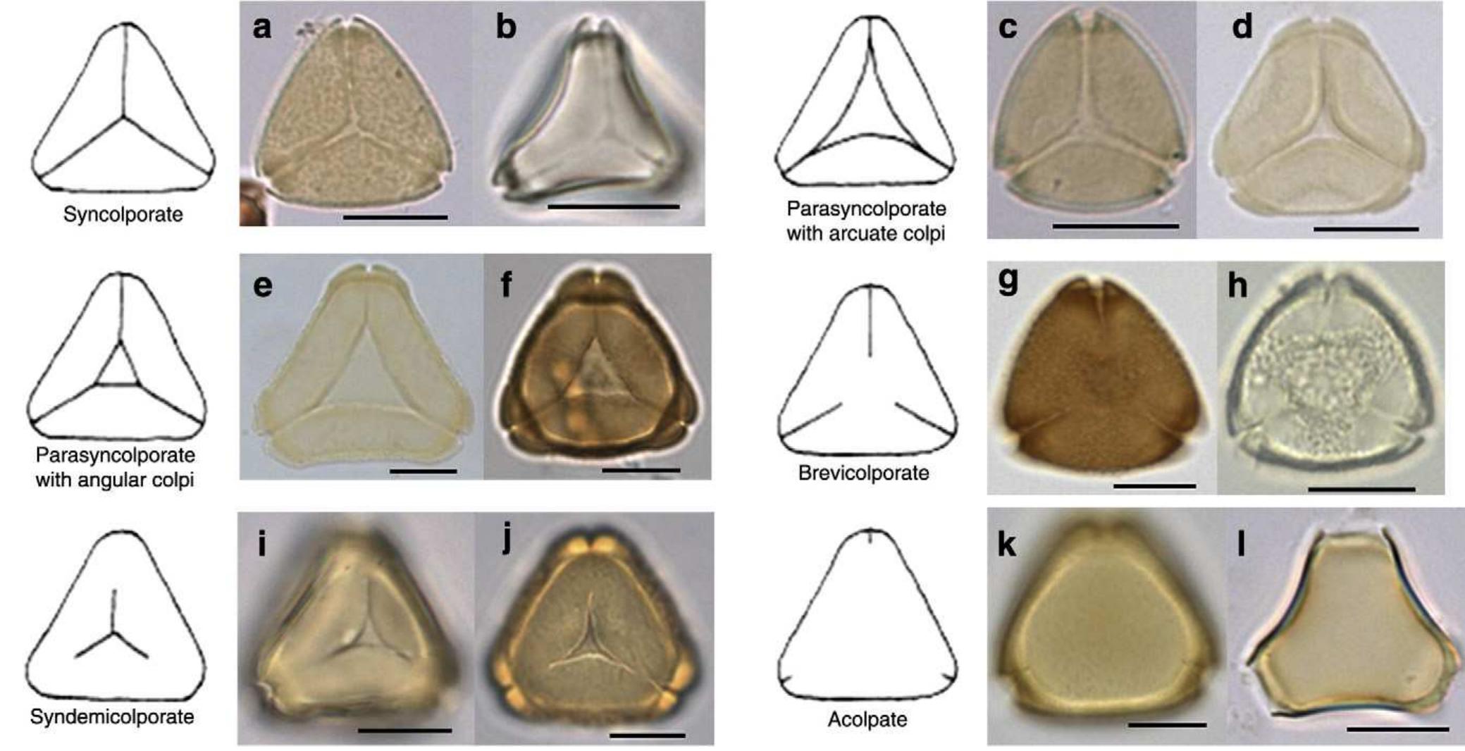 Colpal Variation in colpal morphologies with modern