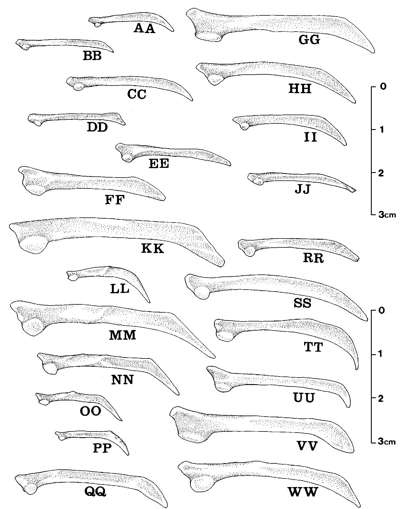 (PDF) Osteology of the Shoulder Girdle in the Piciformes, Passeriformes ...