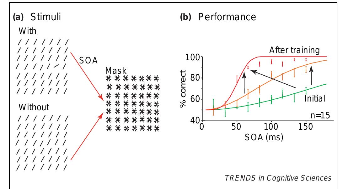 (PDF) The reverse hierarchy theory of visual perceptual learning